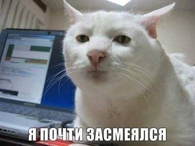 kot.jpg