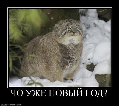 новый-год.jpeg